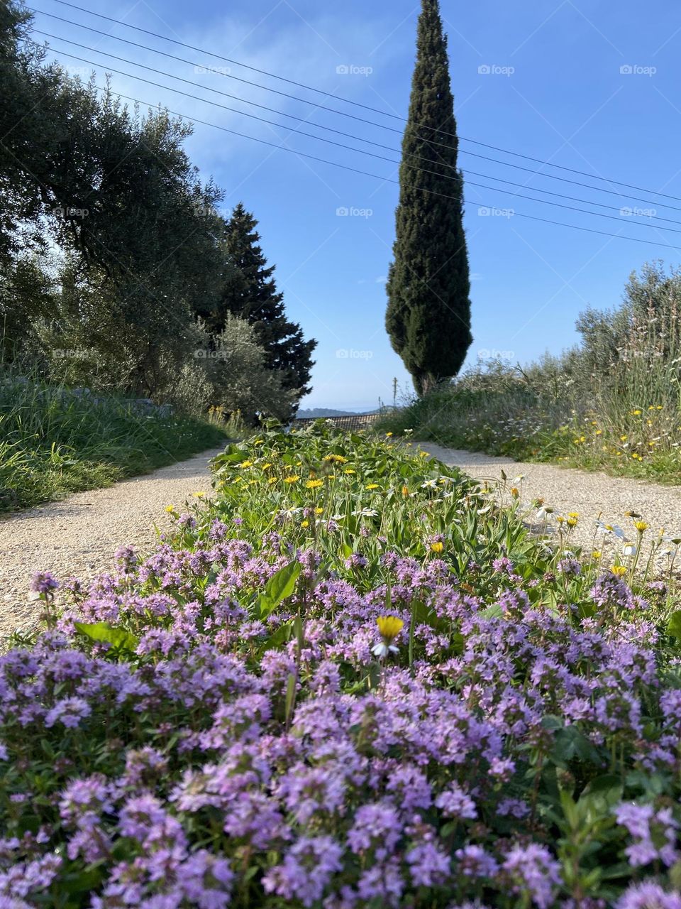 The colorful spring wildflowers in the middle of a dirt road leading toward blue skies and a cypress tree.