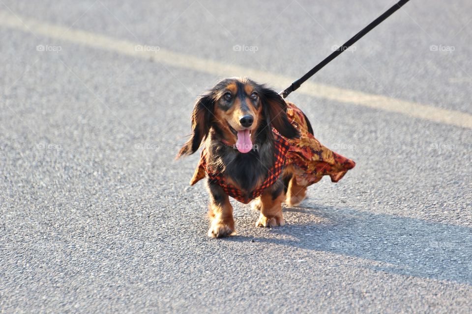 dressed up dachshund