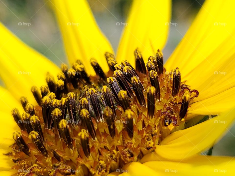 Macro of a yellow common sunflower