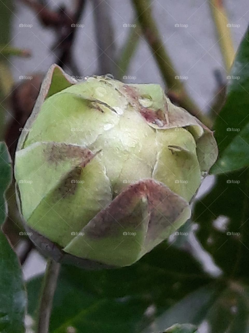 buds of future flowers in autumn garden- rhododendron