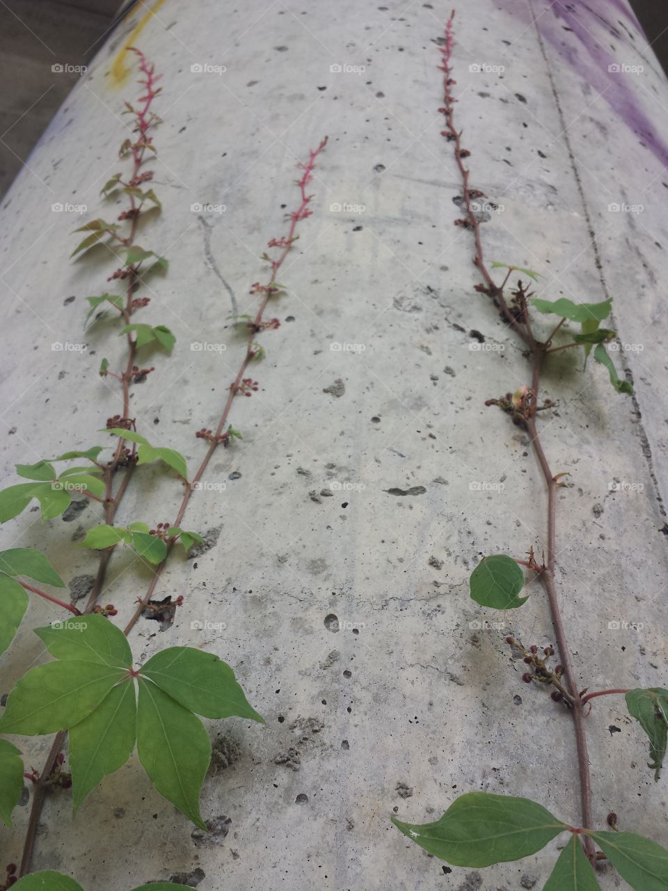 Vine vs Concrete