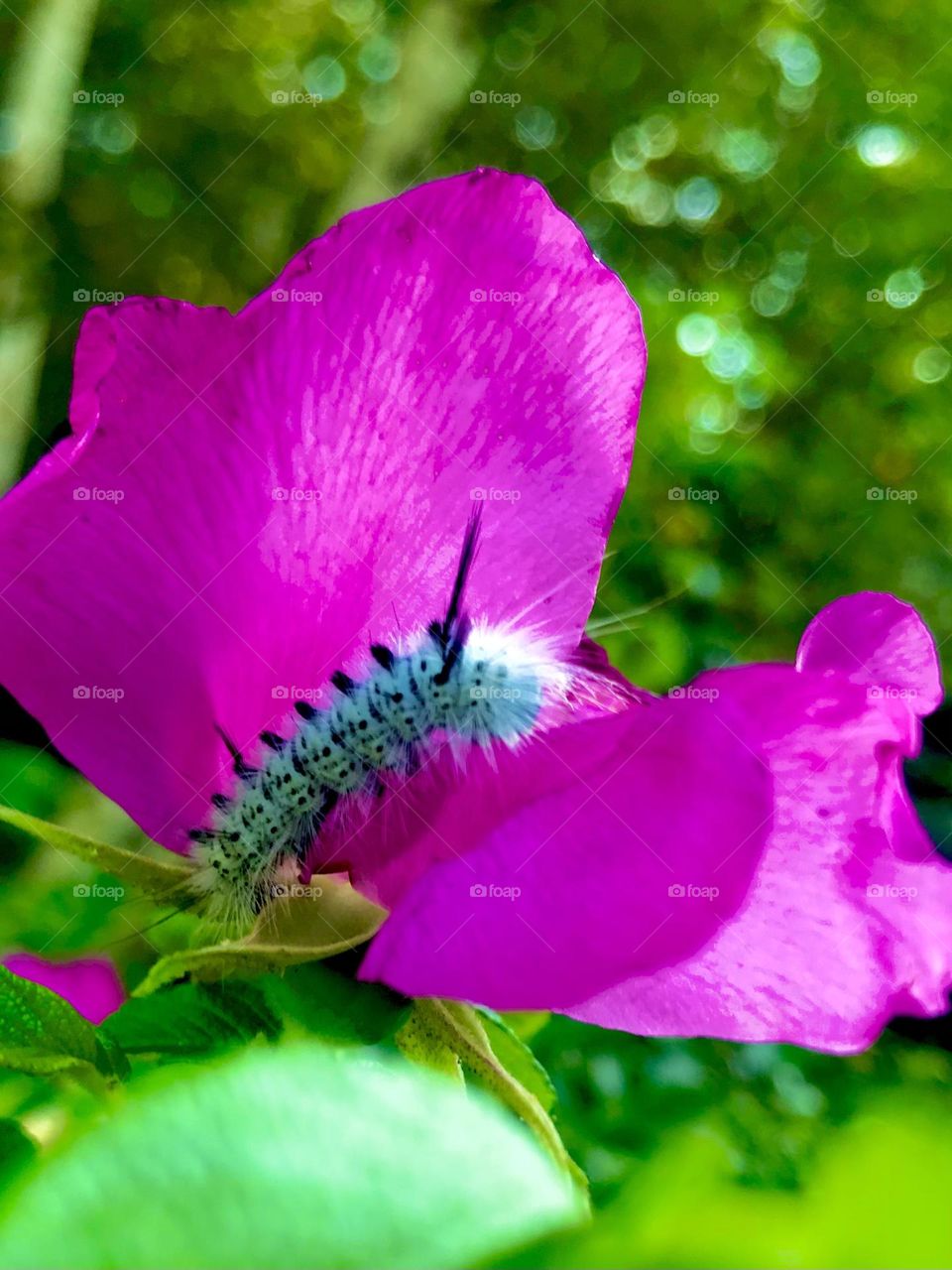 Fuzzy wuzzy was a caterpillar 