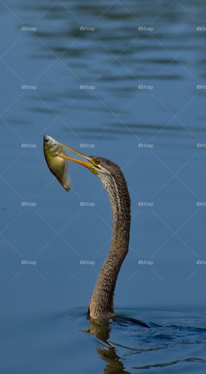 Beneath the blue veil of water, it was swimming clueless about being the last flex of tail it makes.