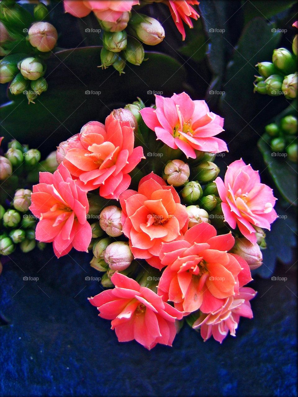 Flower blossoming close up background summer feeling traveling with limited internet amazing nature therapy botanical gardens