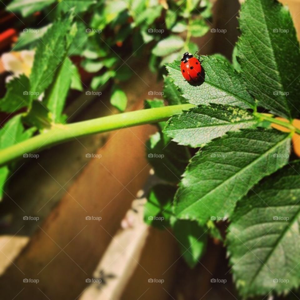 Lovely ladybug 😄