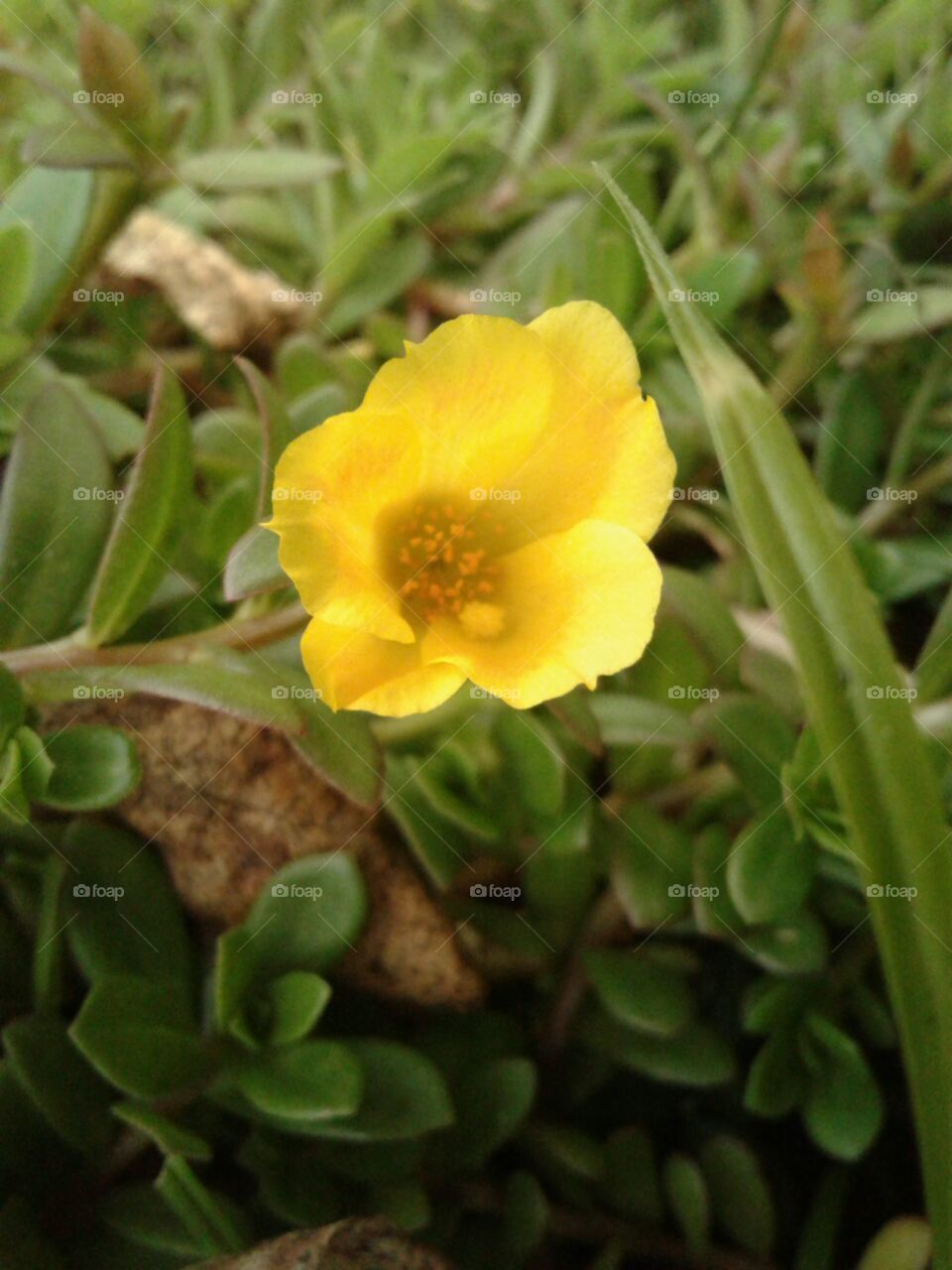 a beautiful single yellow flower