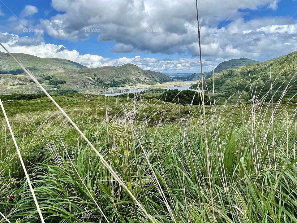 Grass sways in the wind of the Ladies’ View along the Ring of Kerry in Killarney, Ireland.