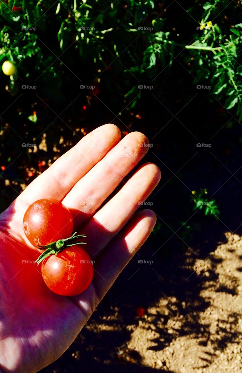 Twin tomatoes from an Oregon U-Pick garden. 