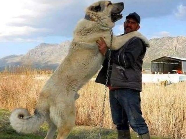 Huge Big dog and friend