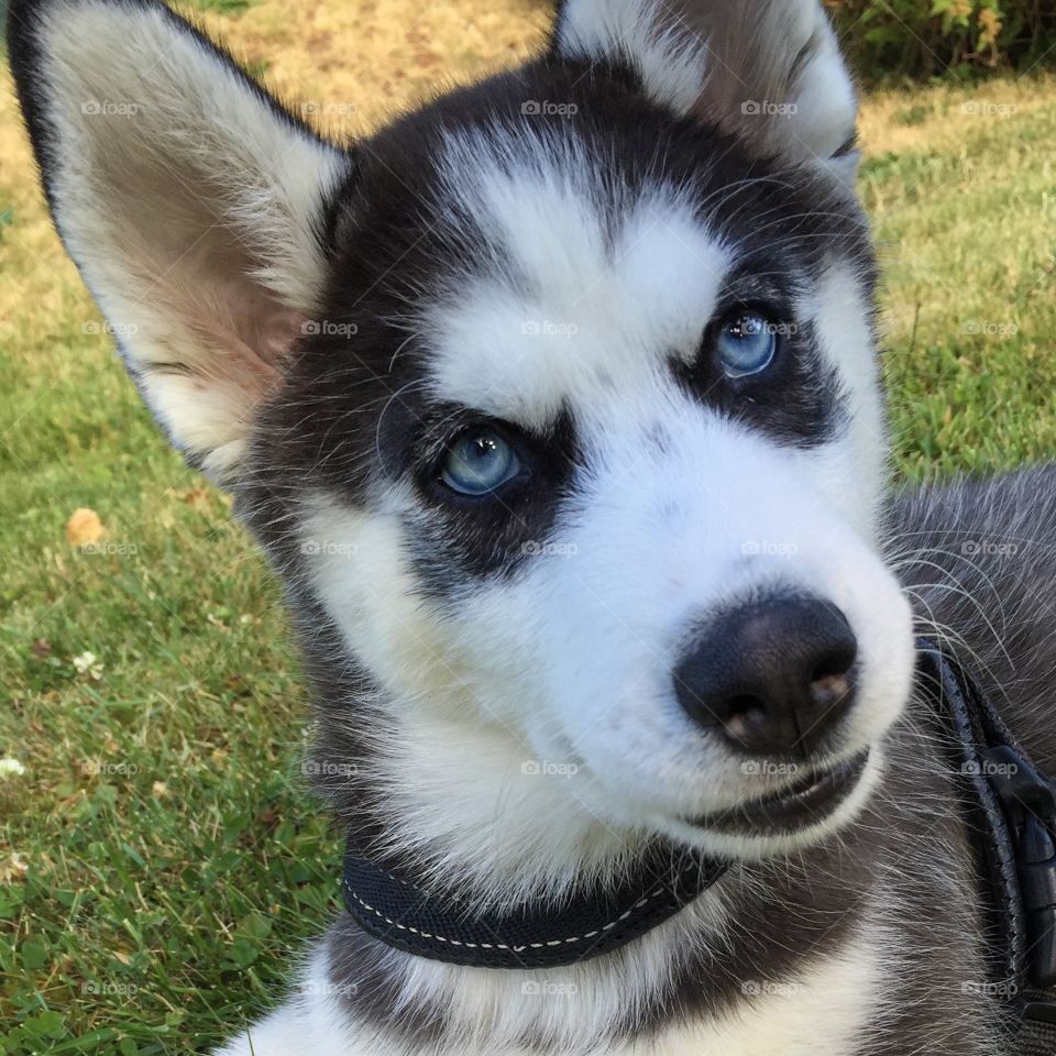 Close-up of siberian husky puppy