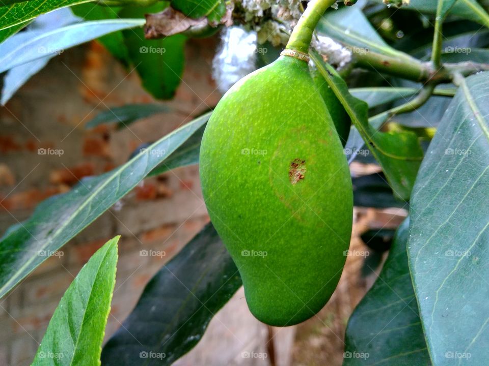 Delicious green mango...