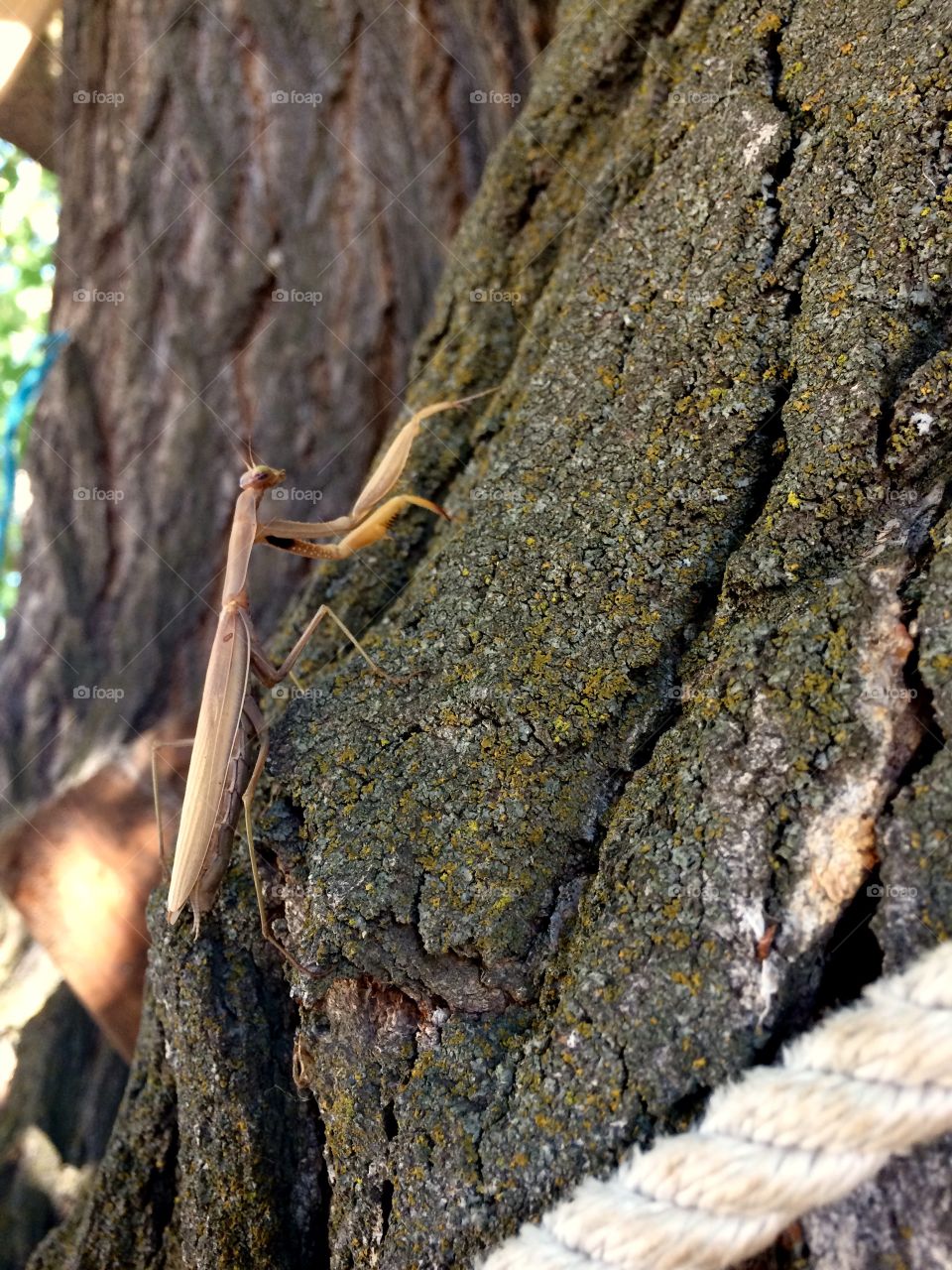 Preying mantis climbing elm bark