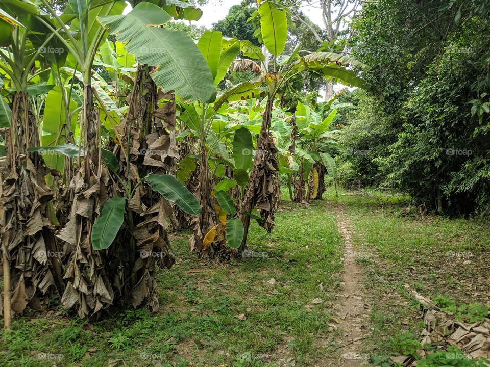 Thailand Banana Plantation