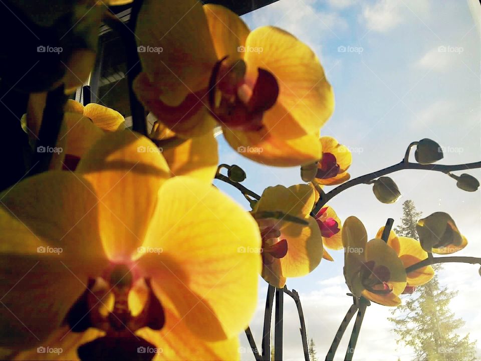 Let orchids brighten up in life!