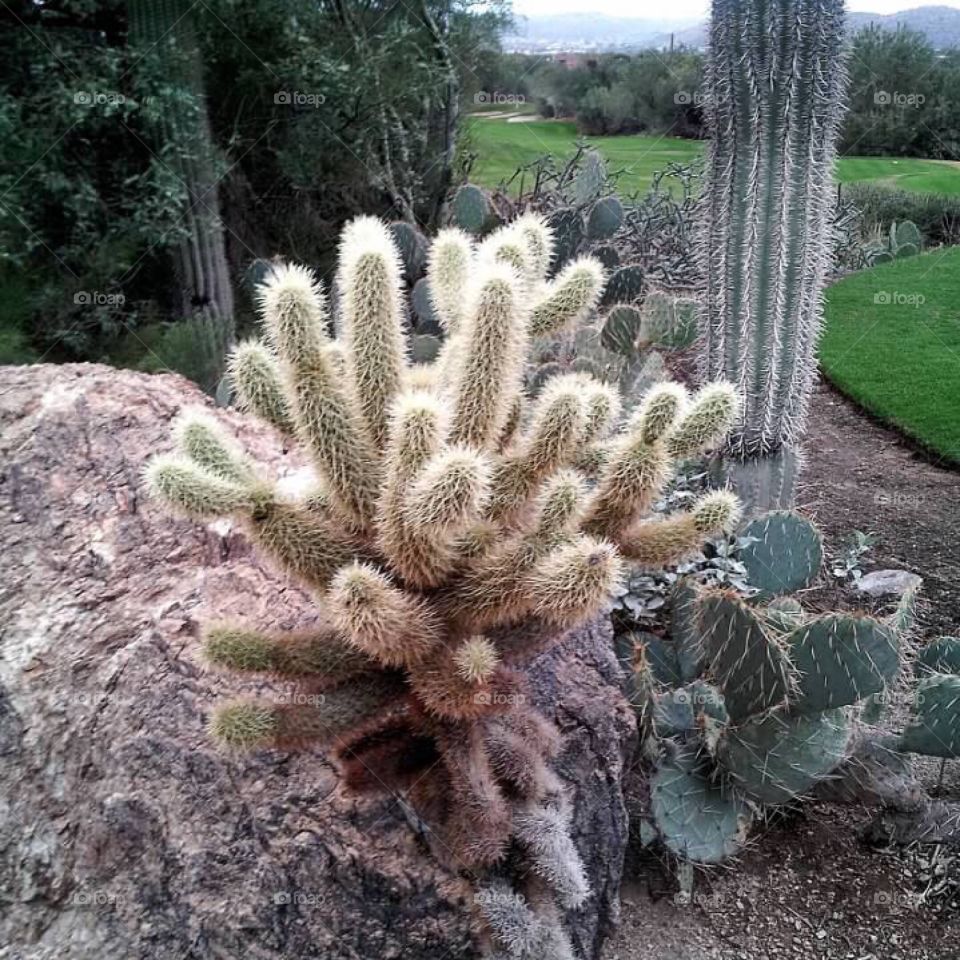 Cacti in Arizona 