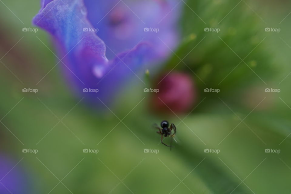 close up of small spider and flower