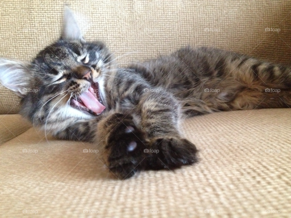cat funny kitten yawning by lanocheloca
