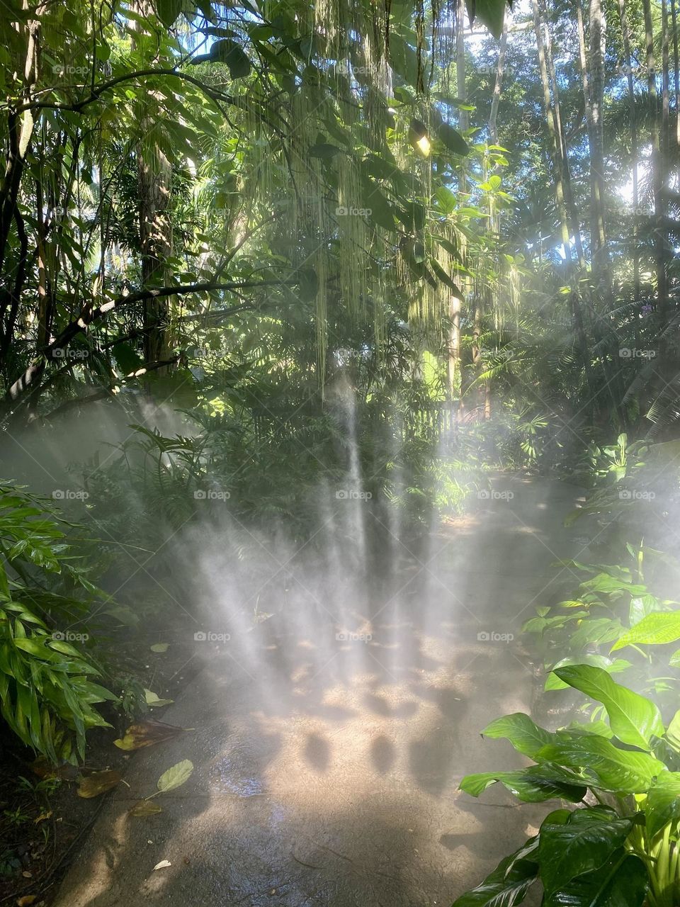 Rays of sun shining through the tree canopy in a tropical garden 