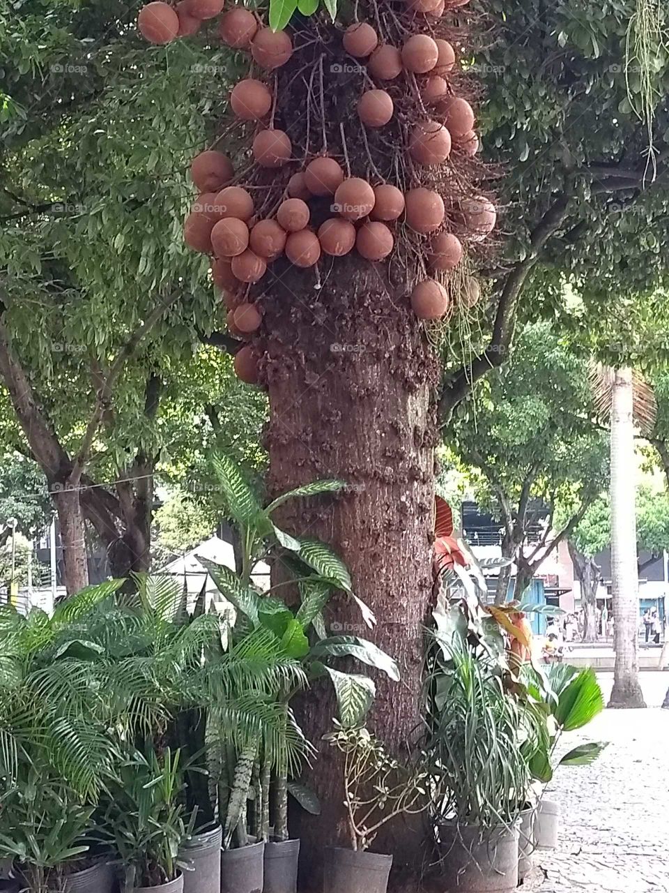 praça do Largo do Machado.