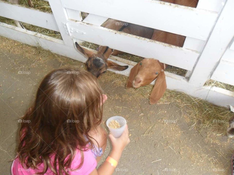 The Fair!. My Grandaughter Feeding Goats