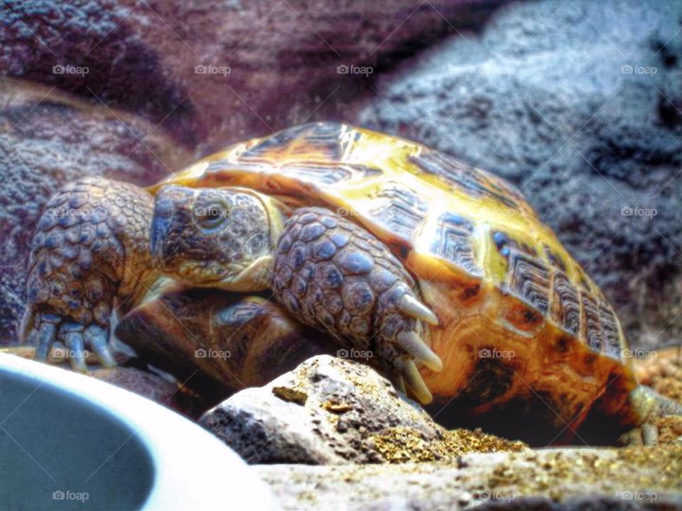 Russian Tortoise