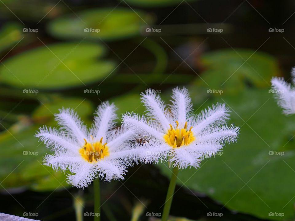 Close-up of snowflakes flowers in water