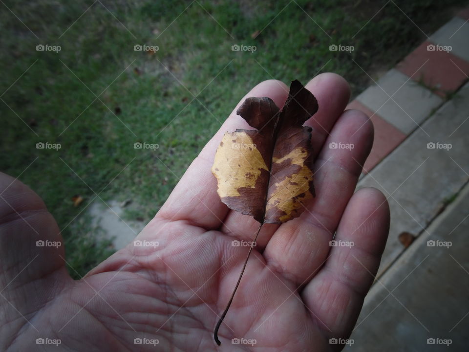 fall in my hand ✋. This is a picture of a leaf that fell.. 👣 🚶 🏃 🔥 💨