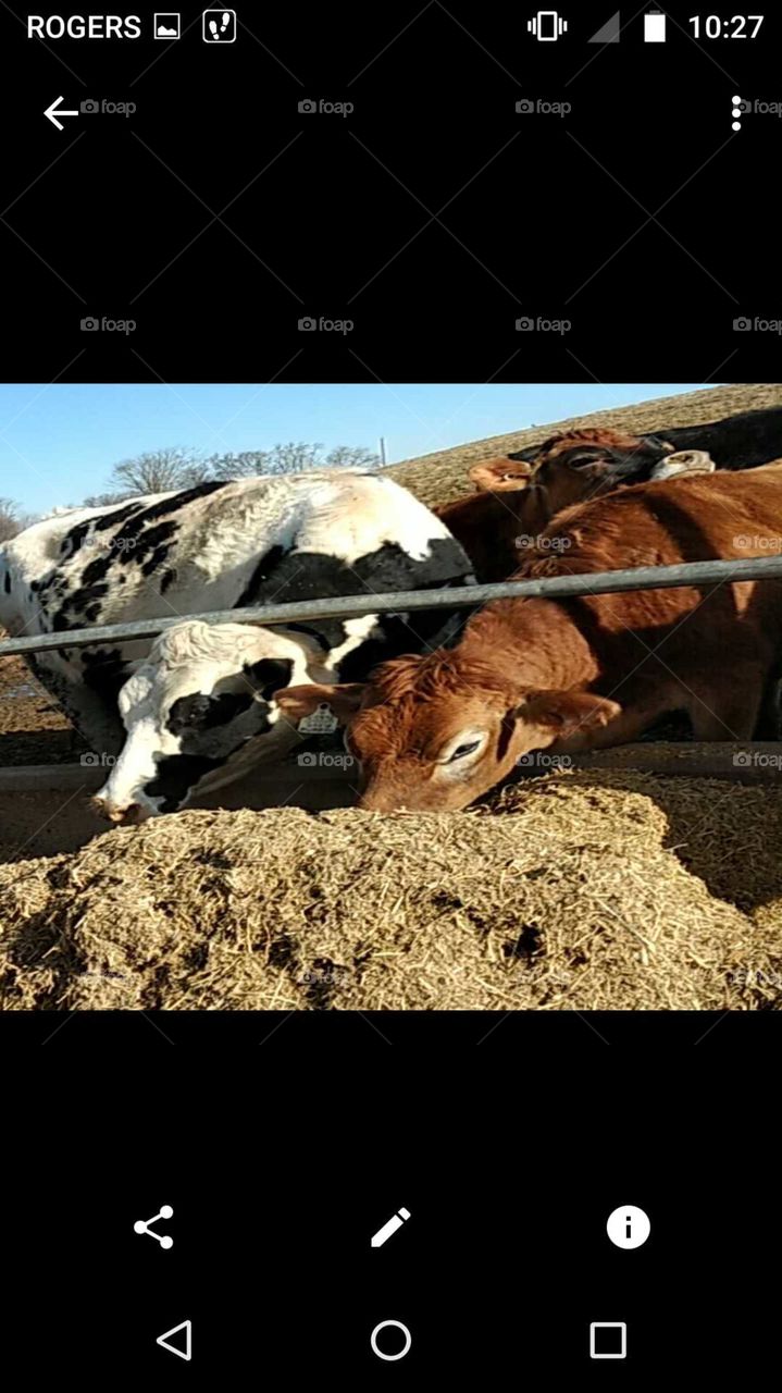 Animal, Nature, Mammal, Farm, Milk