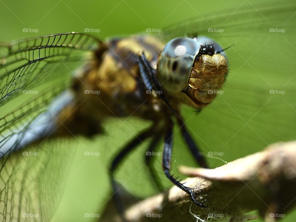 Closeup of dragonfly 