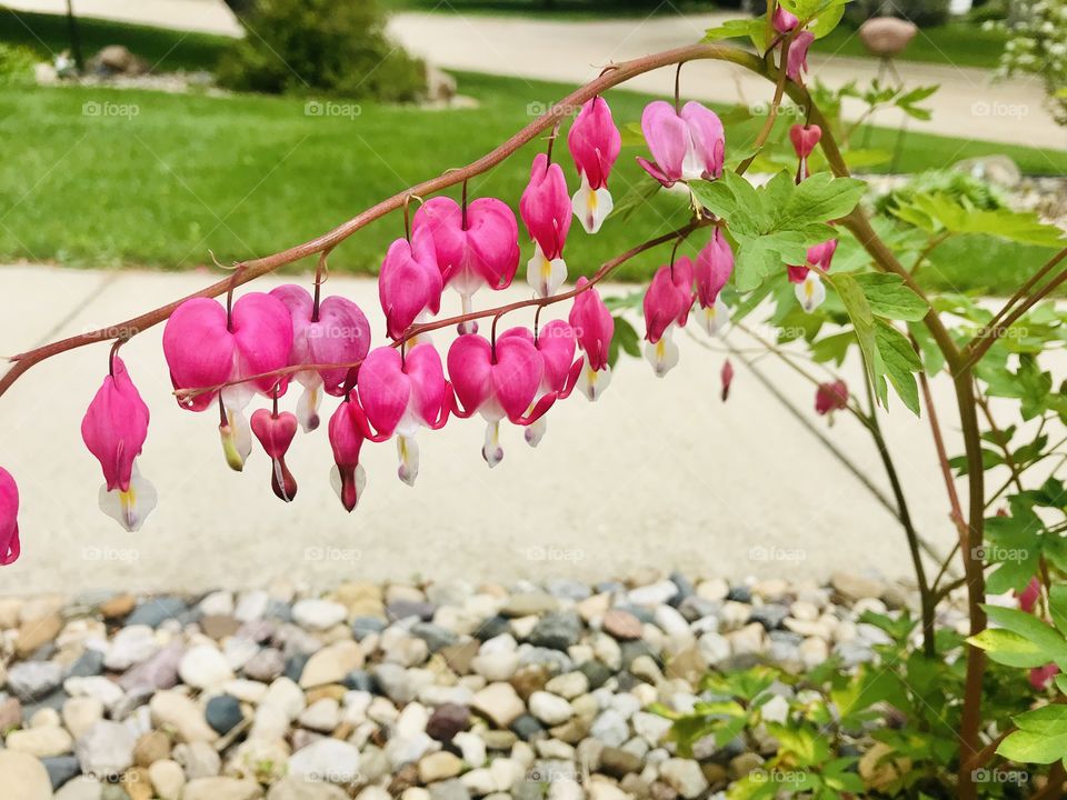 Gorgeous pink heart shaped flowers are just beautiful and vibrant in this well kept garden!! 