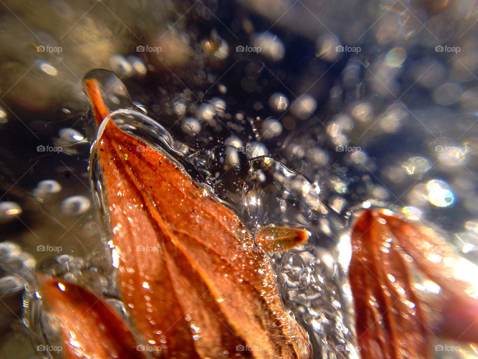 ice autumn is frost by elluca