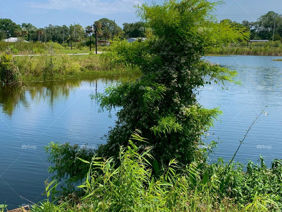 Urban Nature Water At The Draa Field Stormwater Park In The City For The Ecosystem To Provide A Water Quality Benefit To The Indian River Lagoon And To Reduce Flooding Within The Basin, In Florida.