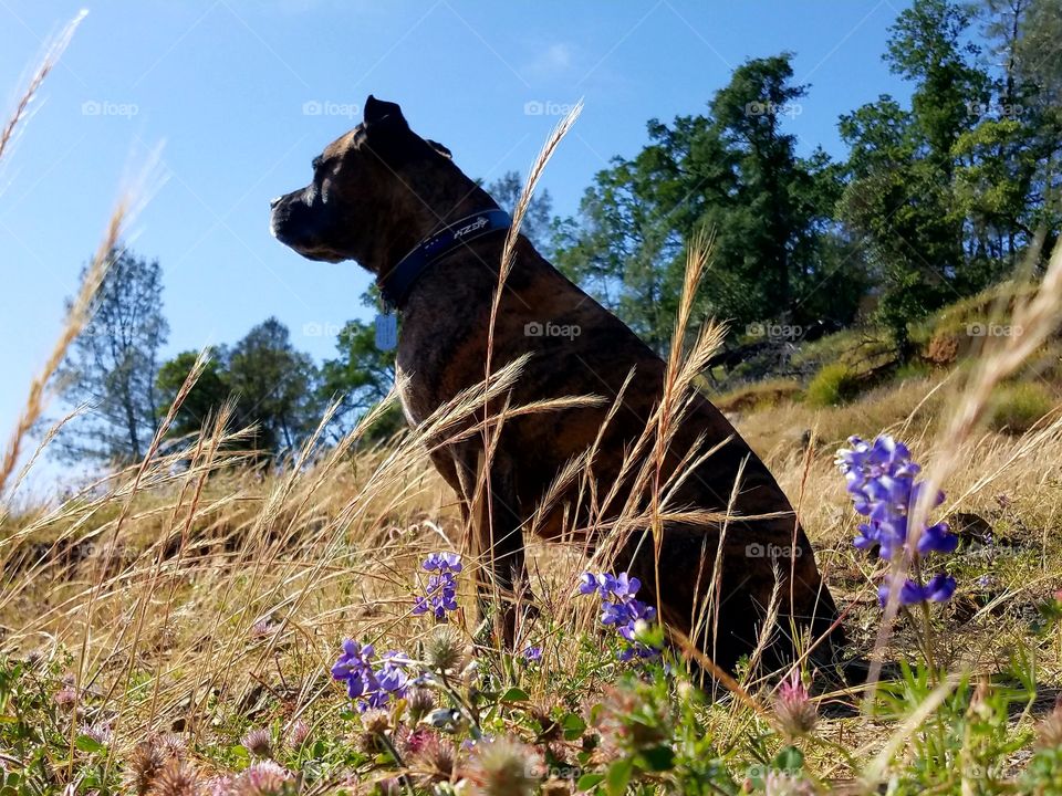 Thor in the grass