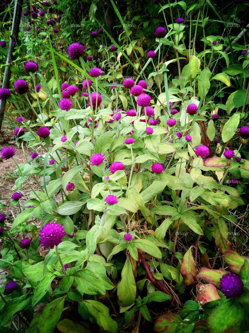 Globe Amaranth , flowers
