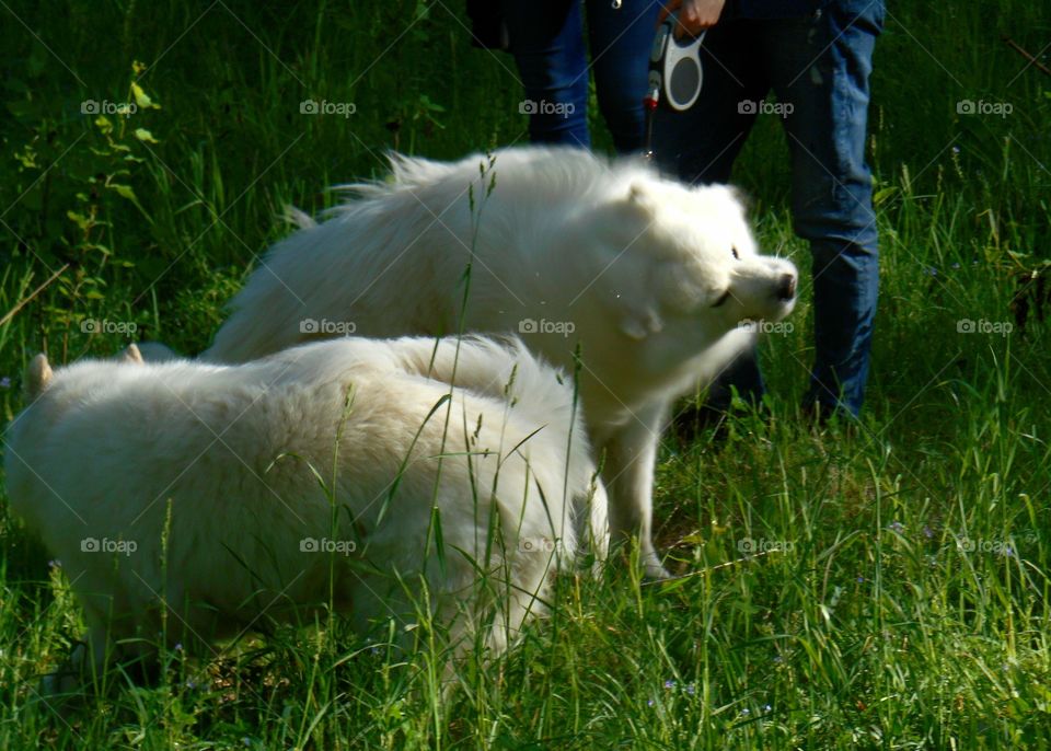 Grass, Farm, Mammal, Animal, Dog