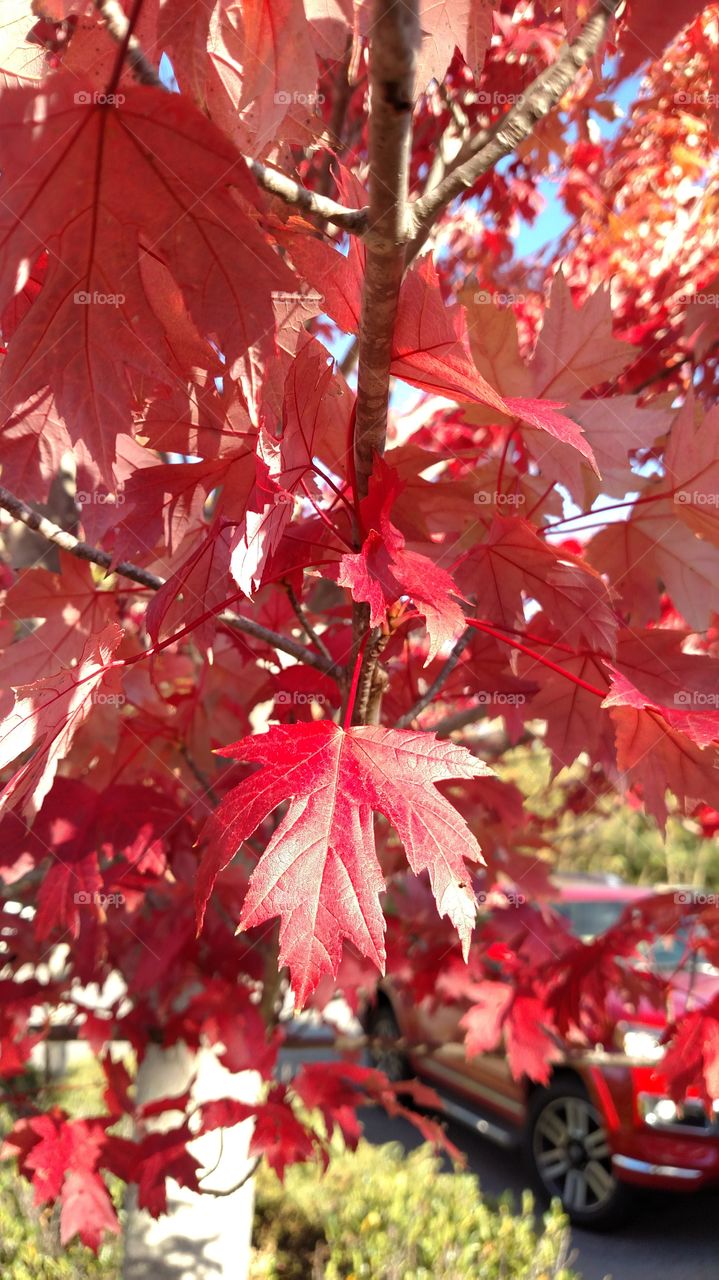 Autumn leaves and brilliant colors