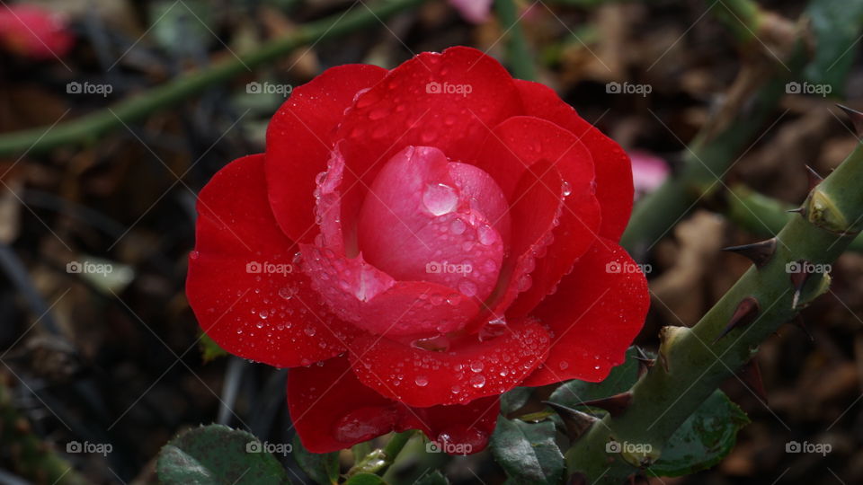 Dewdrop on red rose
