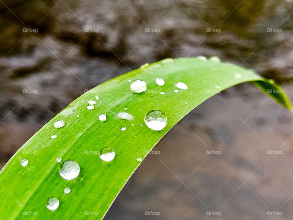 Waterdrops on a green leave