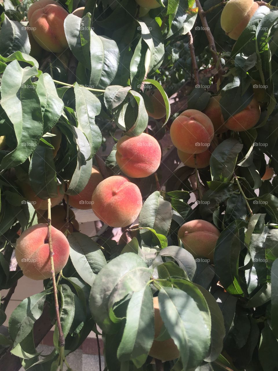 Peach tree