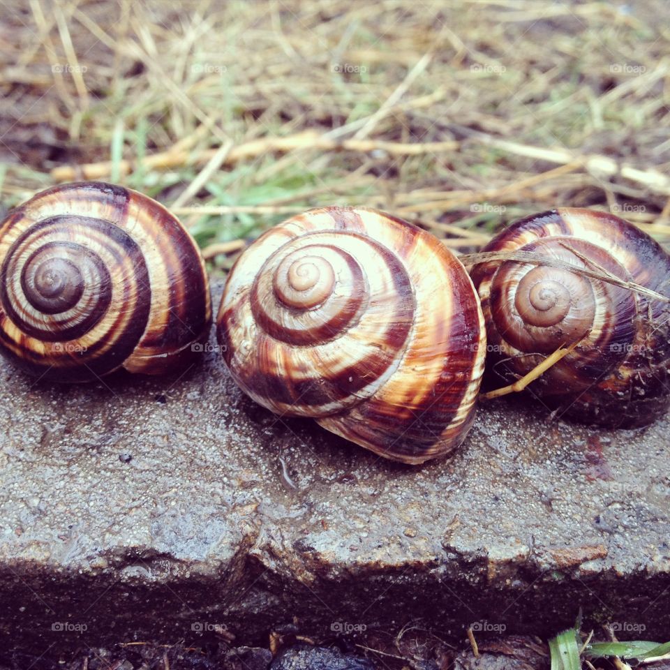 summer three snails under the rain