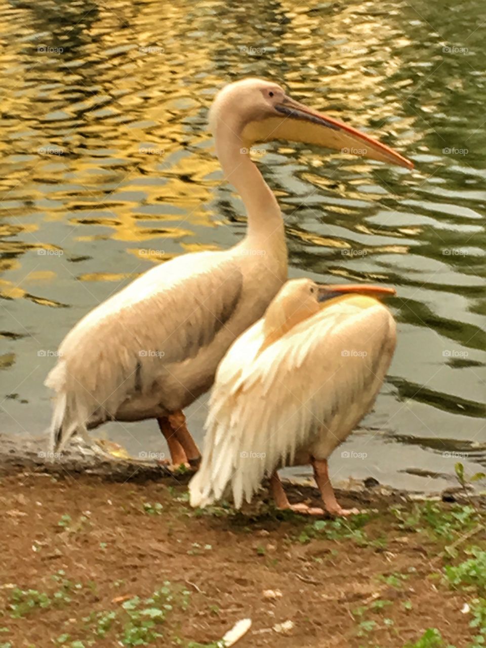 White pelicans