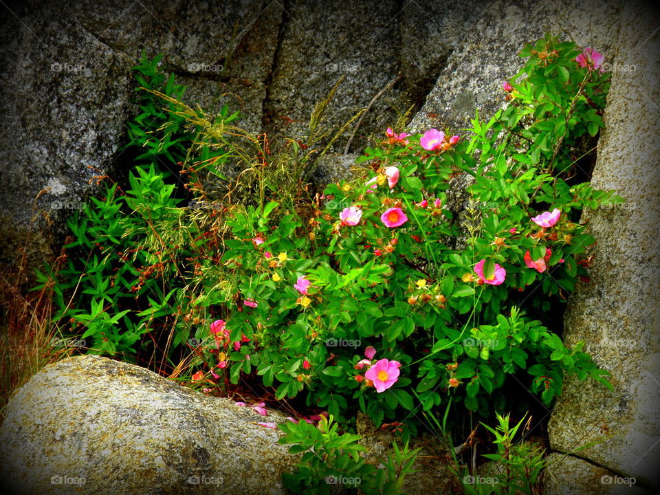 Rocks and flowers