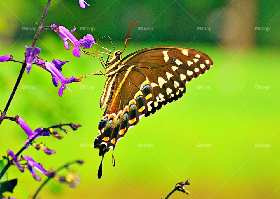 Butterfly on flower