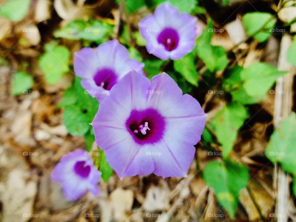 Flores