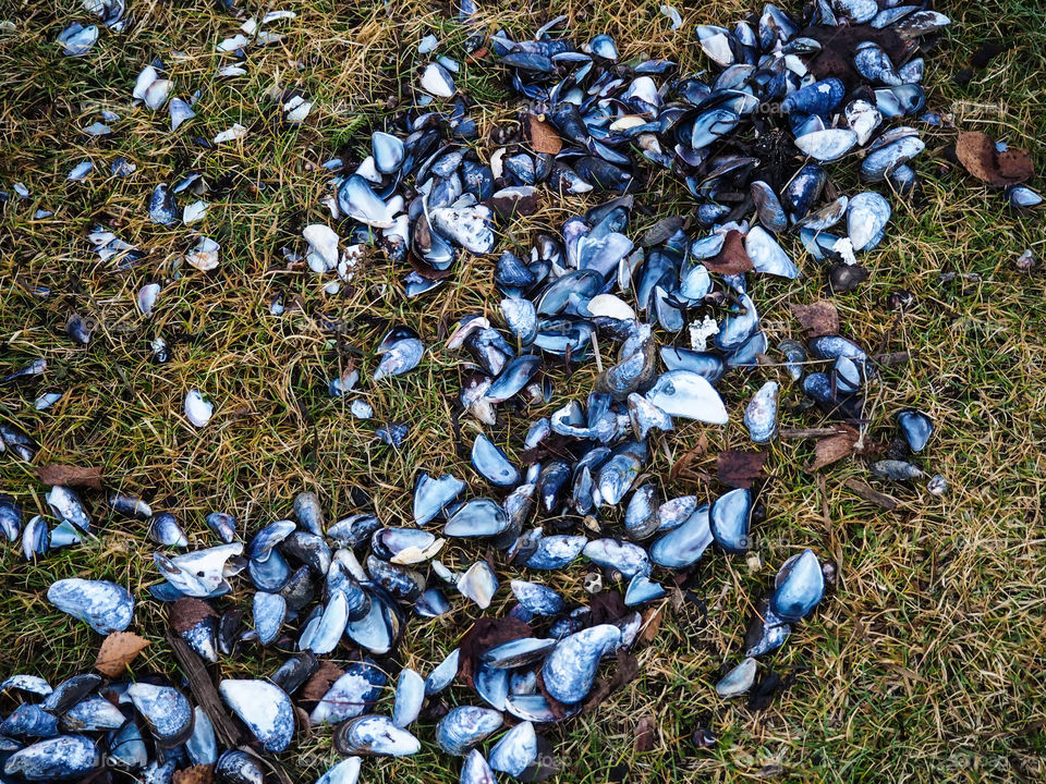 Blue seashells. 