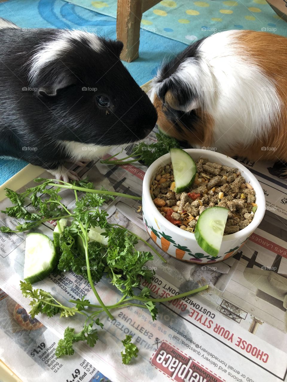 Hungry guinea pigs 