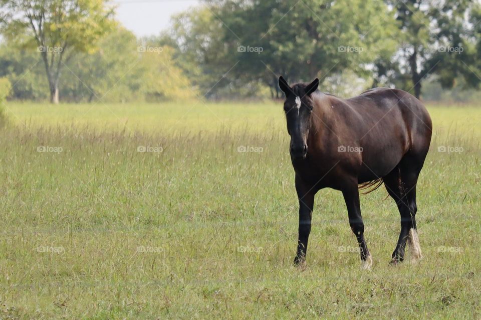 A beautiful chocolate brown horse grazes peacefully in a pasture near Hermitage, Tennessee 