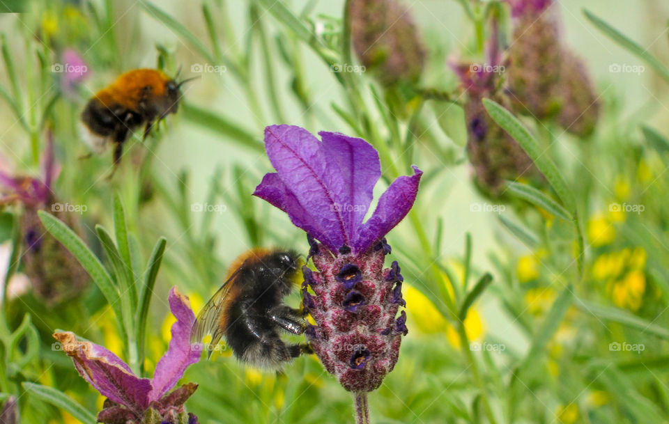 Bees and flowers. 