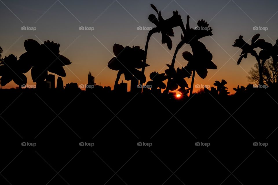 The silhouette of daffodils backlit by the rising sun at Dorothea Dix Park in Raleigh North Carolina. Cityscape is visible on the horizon. 