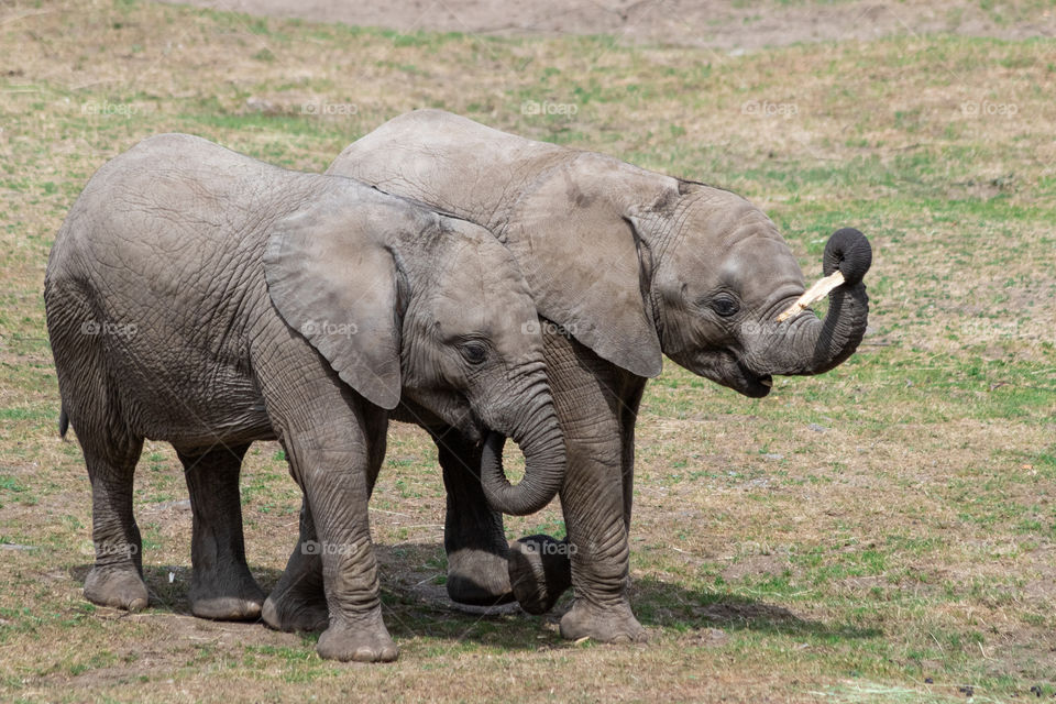 Best friends , two baby elephants , bästa vänner, två elefantungar 